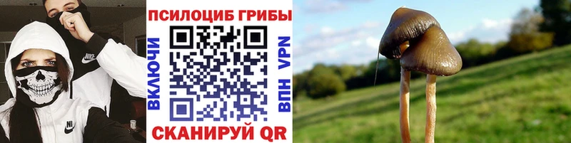 Псилоцибиновые грибы Cubensis  как найти   Елизово 